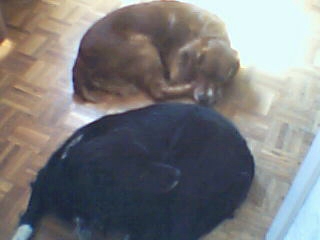 MES 2 CHIENS QUE J'AIME FANNY la femmelle et CIGANO le mâle